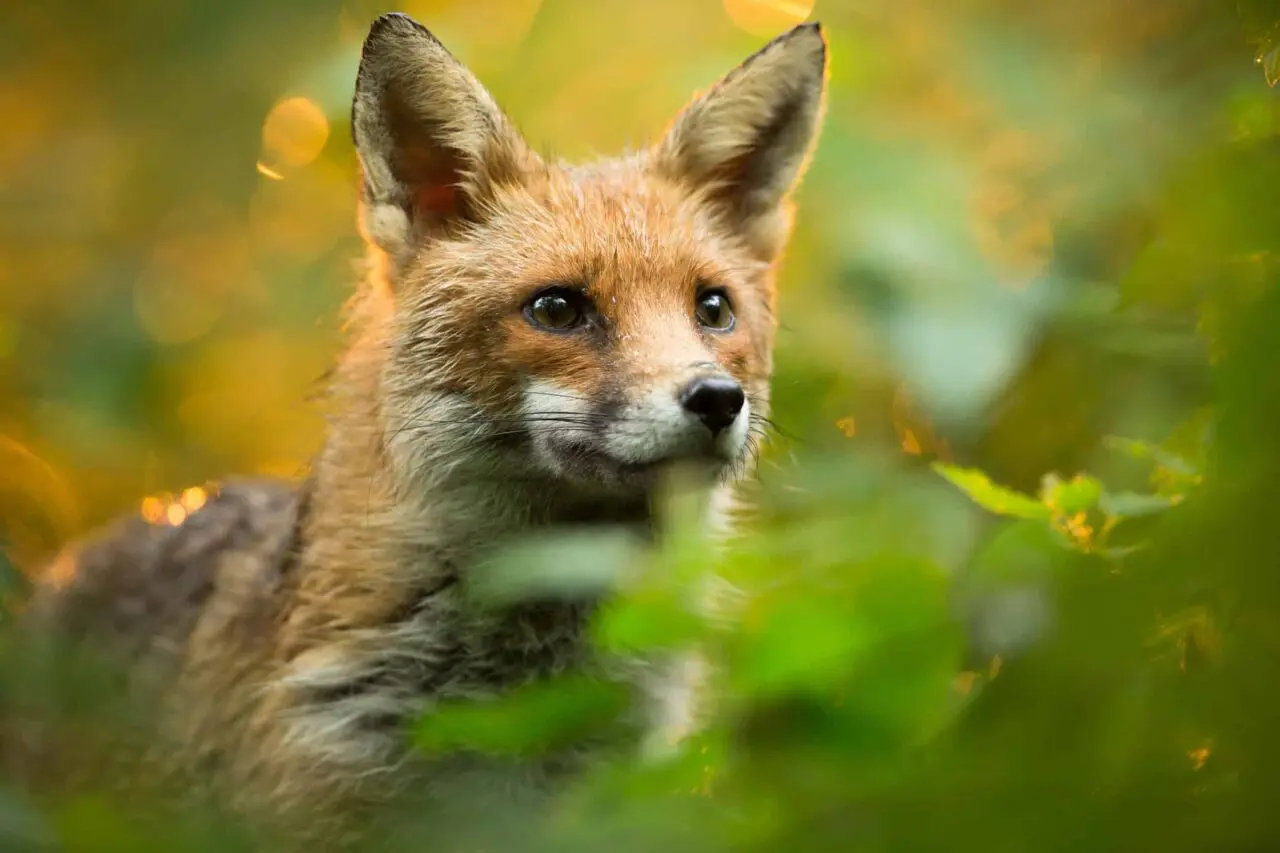 Flexxi header met vos