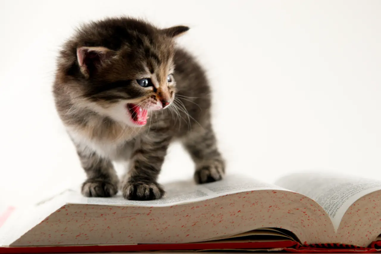 cat book