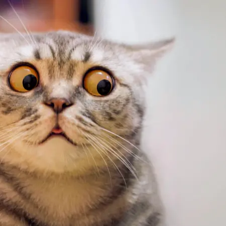 cat surprised confused oops