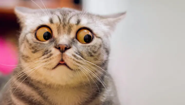 cat surprised confused oops