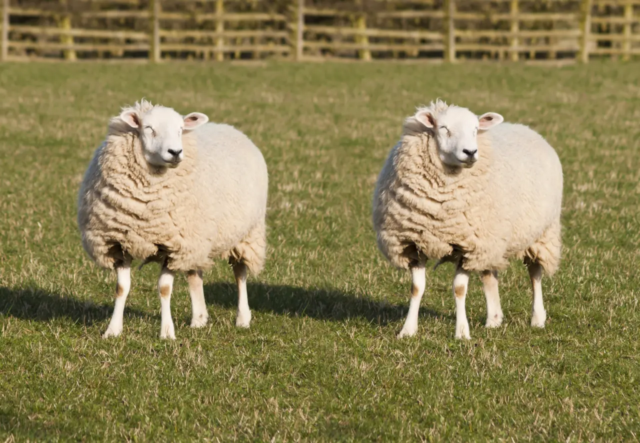 sheep clones