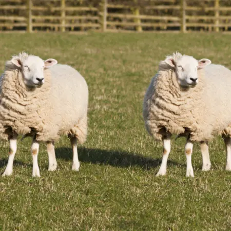 sheep clones